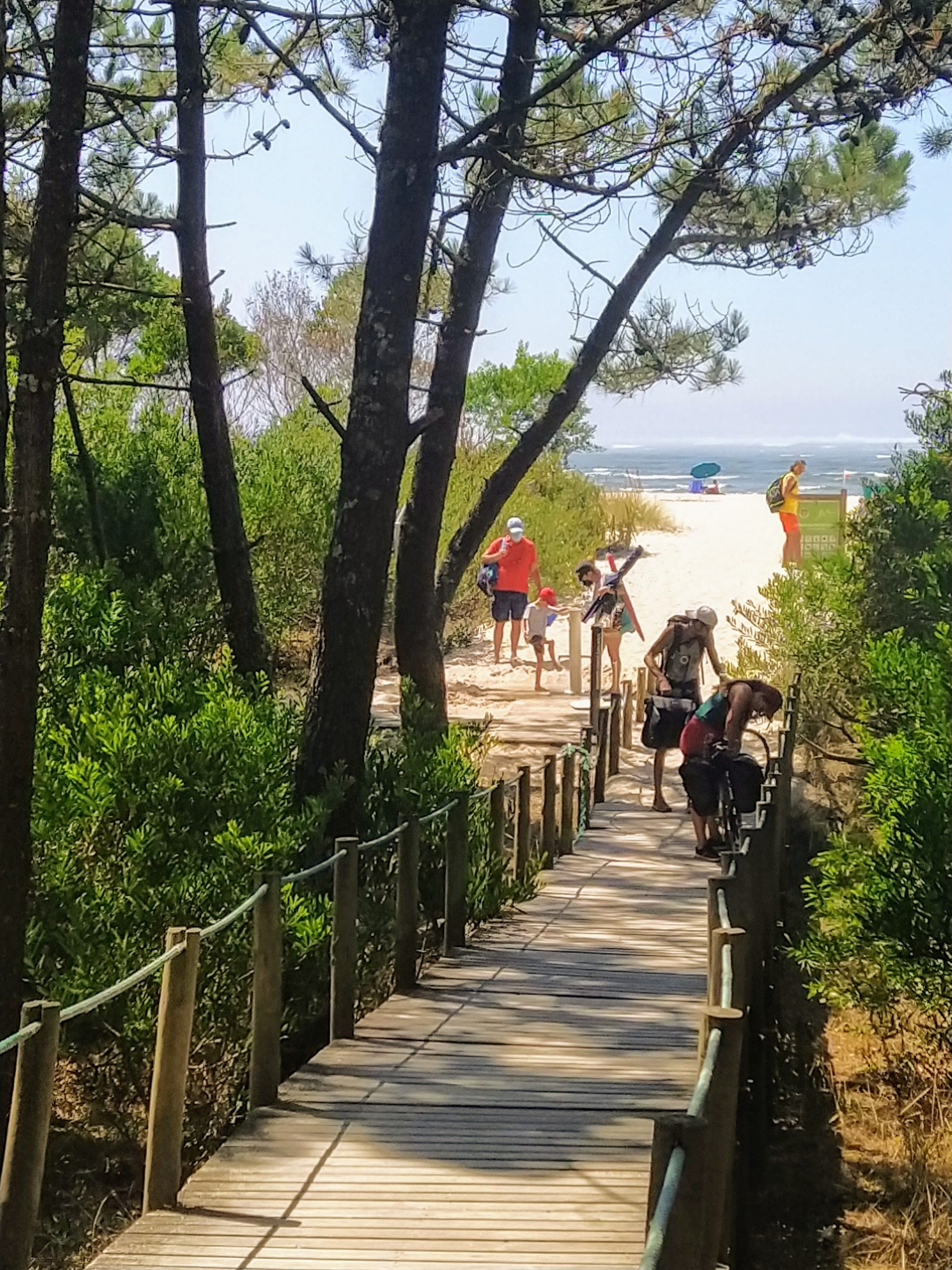 Pasarela pasando por dunas y pinos camino de la playa portuguesa