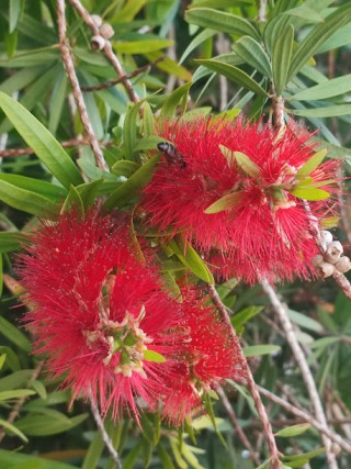 Planta plumero original de Australia que se ve por todo el Algarve
