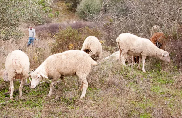 Paisaje de ovejas en las laderas del pueblo
